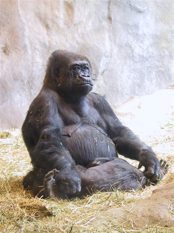 Nina, the gorilla