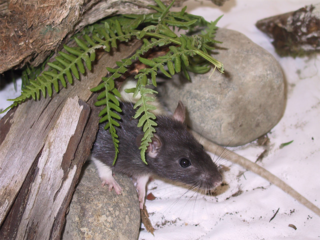 scabbers the jungle rat.jpg