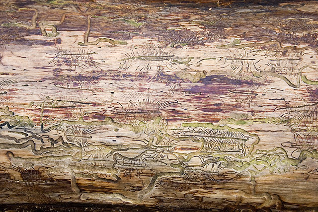 log