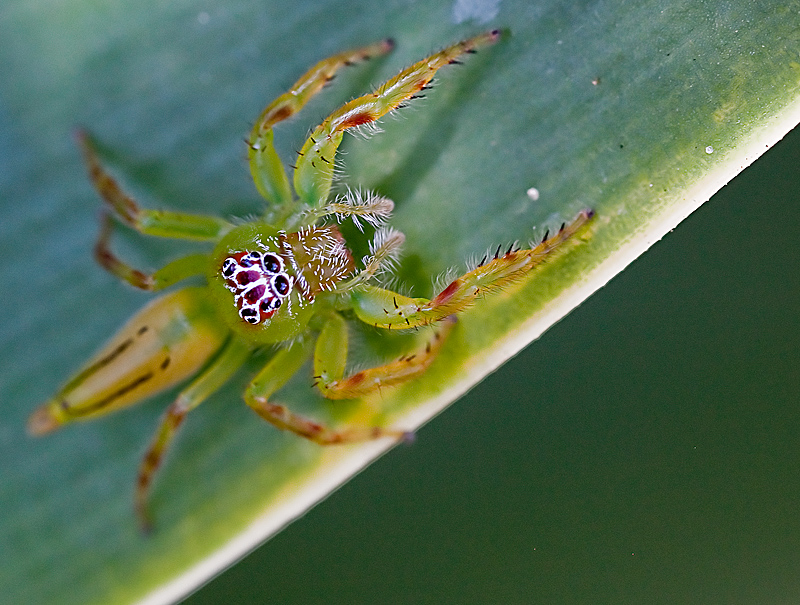 Green Jumping Spider
