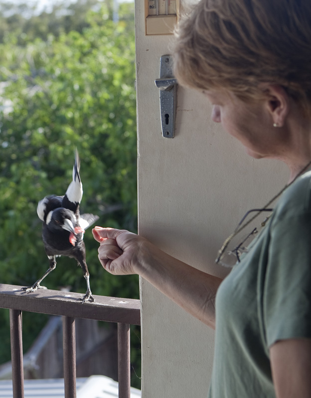 Magpie