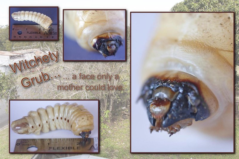 Witchety grub