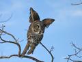 Grey Owl c_2815.jpg