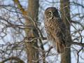 Grey Owl_275511.jpg