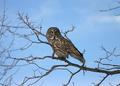 Grey owl 2814.jpg