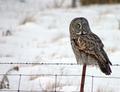 Owl Fence.jpg