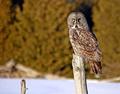 Owl_3 640.jpg