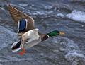 Mallard_4746.jpg