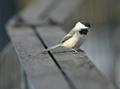 Chickadee50.jpg