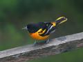 Baltimore Oriole 640.jpg