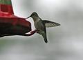 Humming bird.jpg