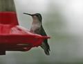hummer8557.jpg