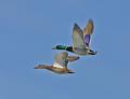 MallardPair640 2192.jpg