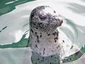 seal.jpg