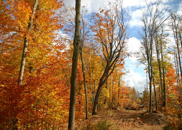 fall road5.jpg