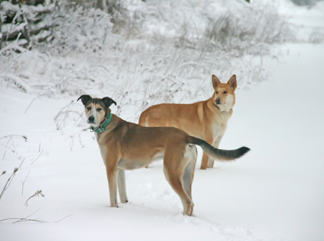 Duke and Buddy.jpg