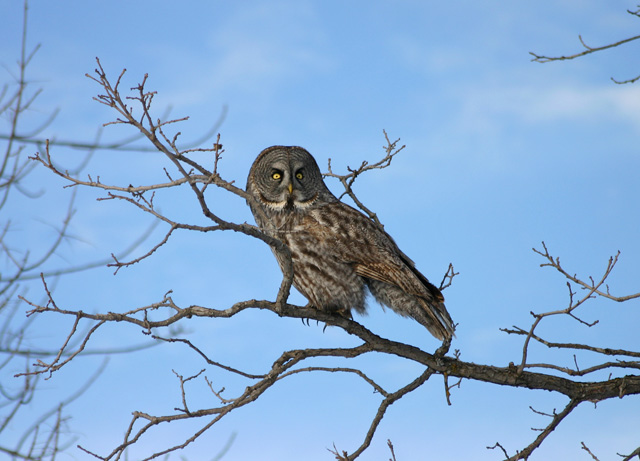 Grey owl 2814.jpg