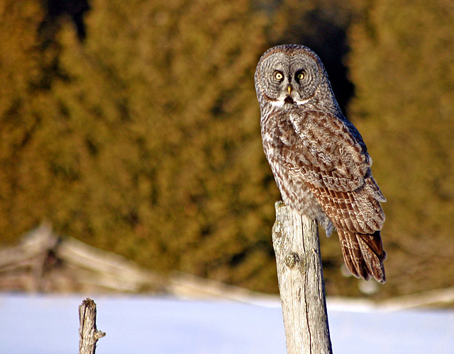Owl_3 640.jpg