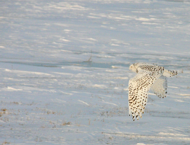 Snowy owl small.jpg