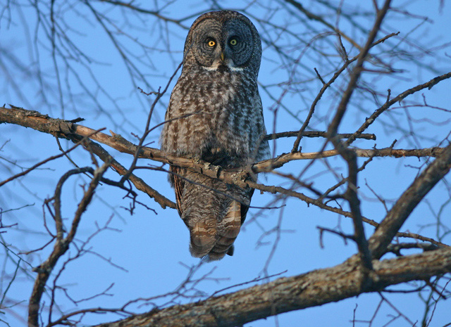 grey owl_4831.jpg