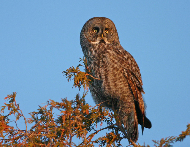 Grey owl_4883.jpg