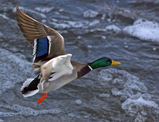 Mallard_4746.jpg