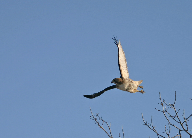 Redtail hawk.jpg