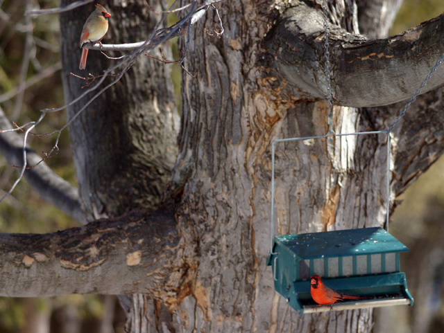 Mr. and Mrs. cardinal small.jpg