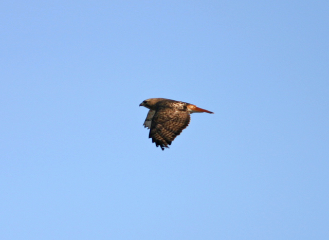 Redtail.jpg