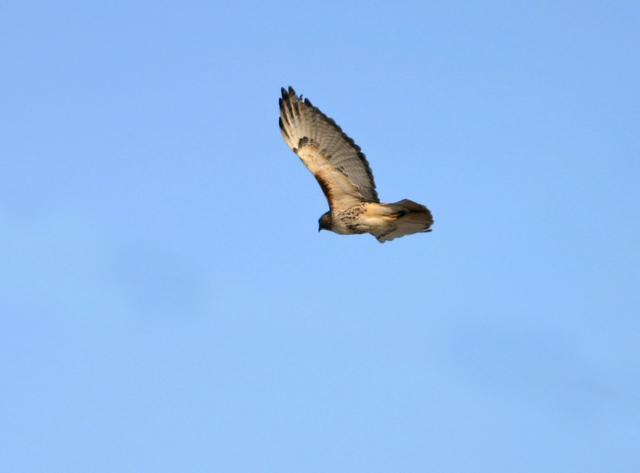 Redtail1.jpg