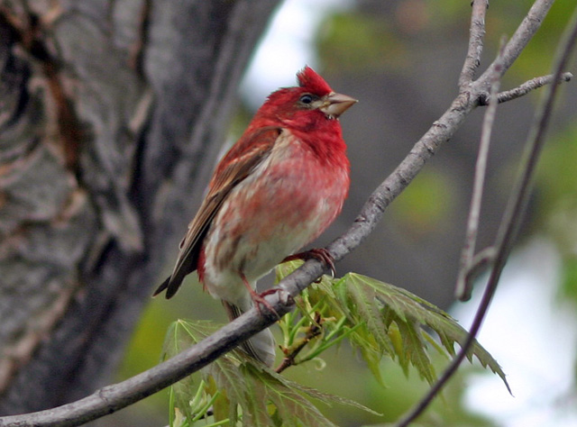 Purple finch .jpg