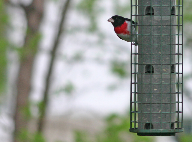 Red Brested Grosbeak.jpg