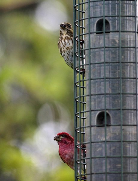Purple finch small.jpg
