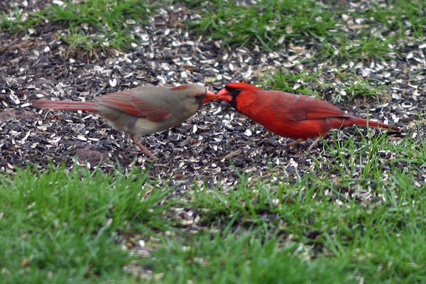 The kissing cardinals.jpg