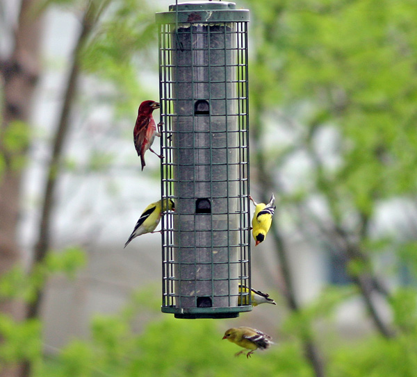 Finches small.jpg