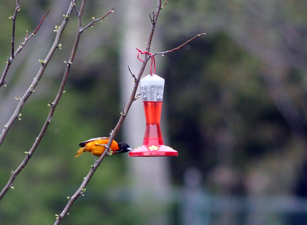 BaltimoreOriole small.jpg