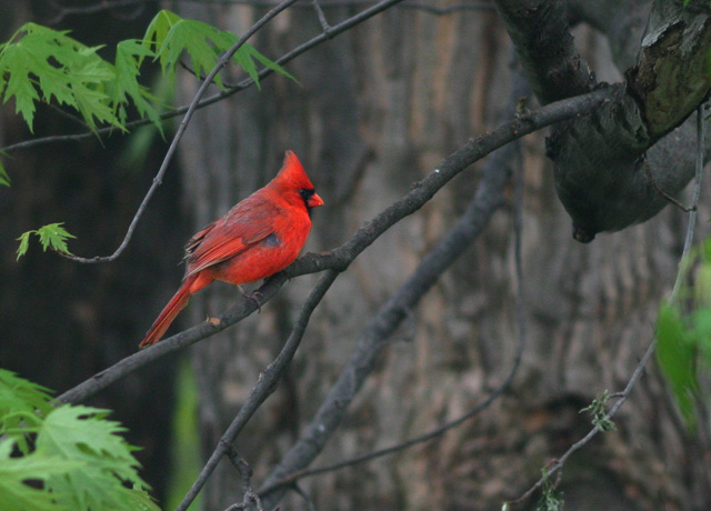 Cardinal 640.jpg