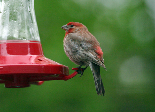 House Finch small.jpg