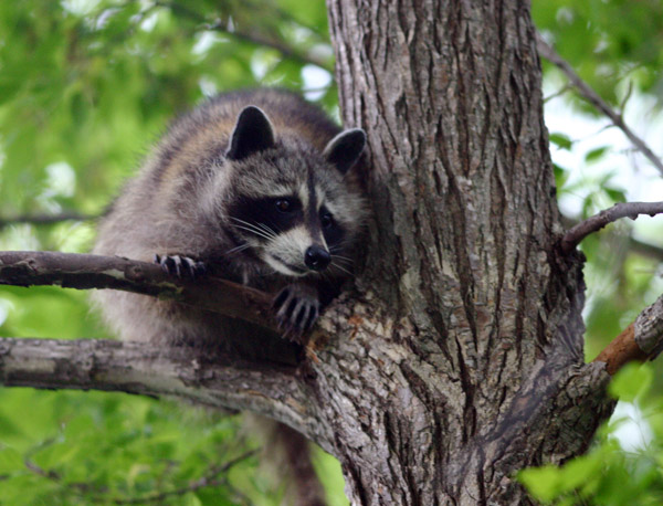 Racoon_640.jpg