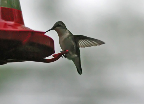 Humming bird.jpg