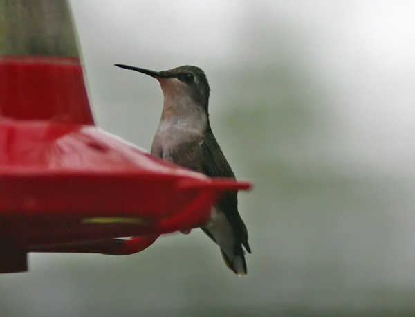hummer8557.jpg