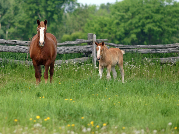 horses.jpg