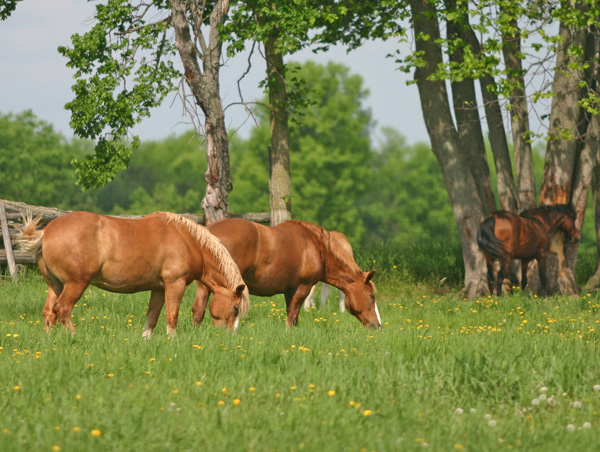 Grazing.jpg