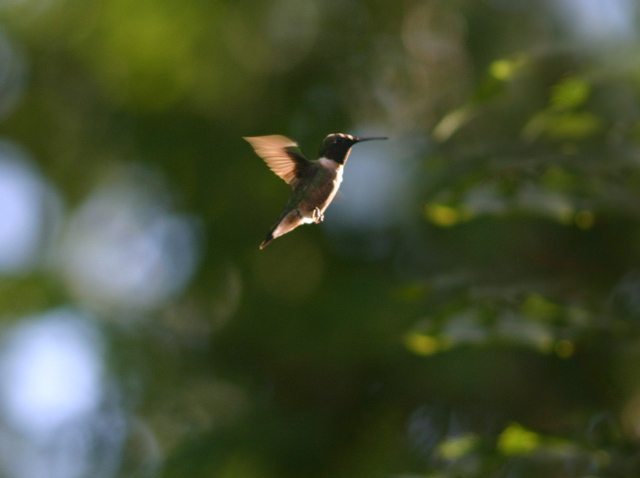 little hummer.jpg