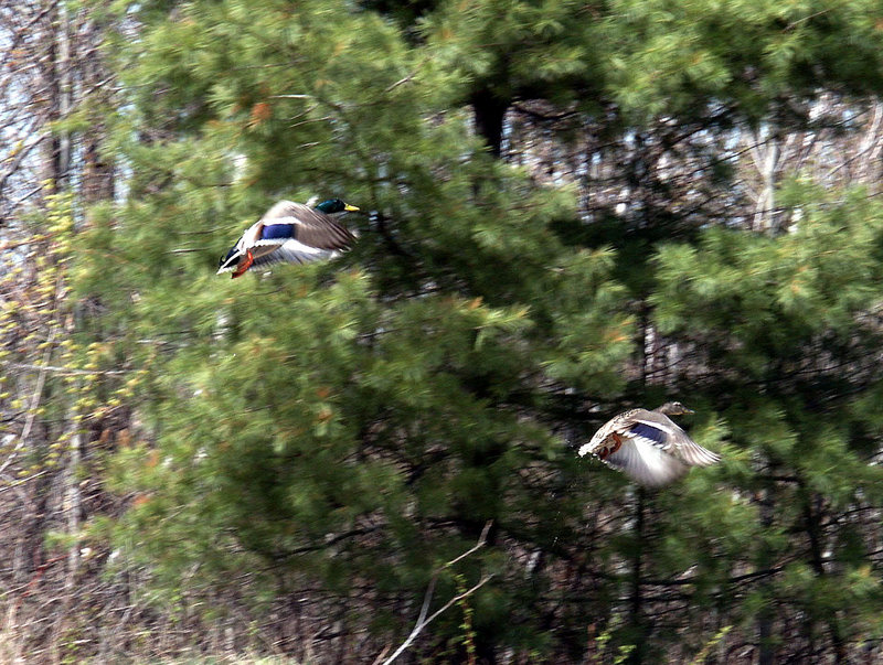 mallard flight.jpg