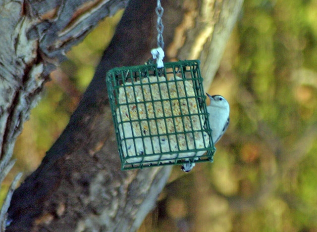 white breasted nuthatch.jpg