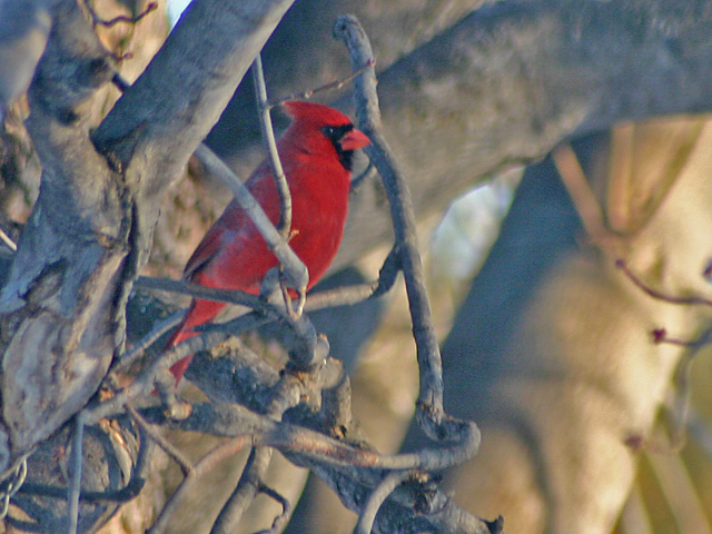 Cardinal.jpg