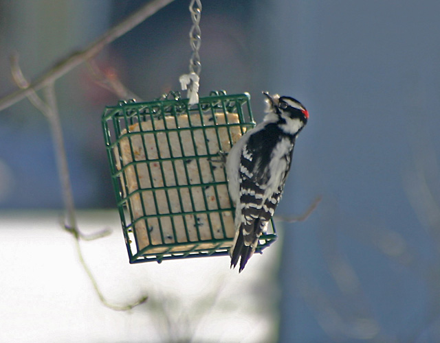 Woodpecker 640.jpg
