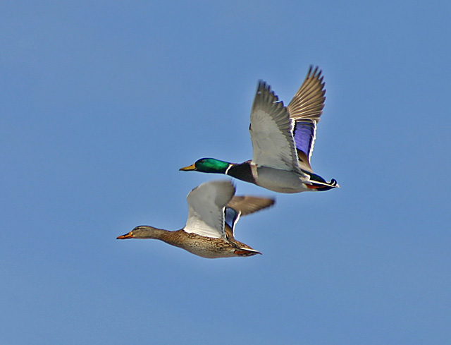 MallardPair640 2192.jpg