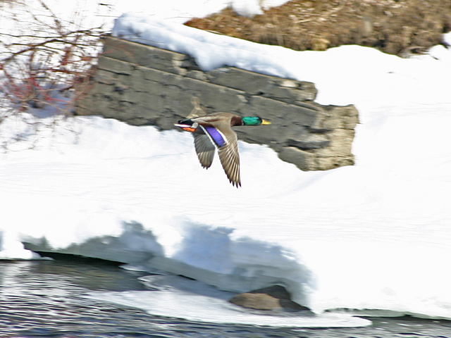 Mallard640 2182.jpg